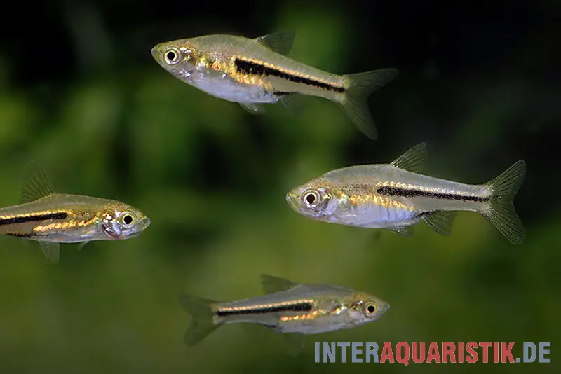 Rasbora nain siamois, Trigonostigma somphongsi (mini-poisson)