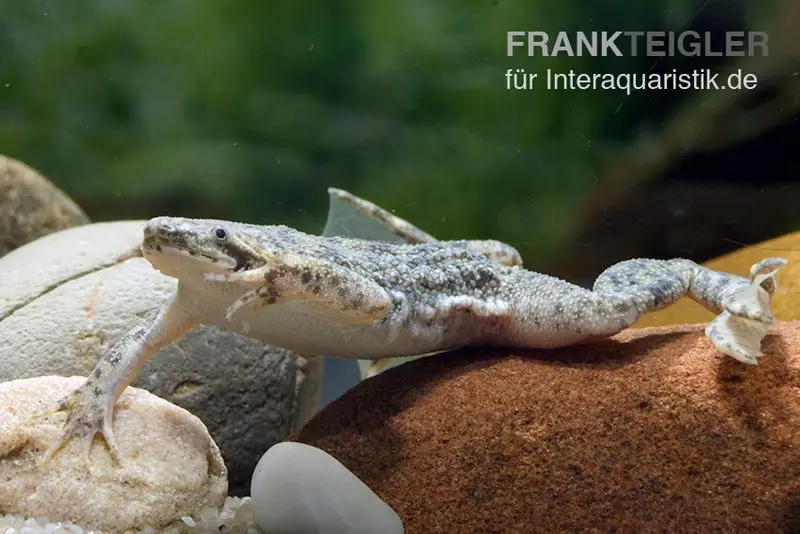 Petite crapaud alvéolée, Pipa parva
