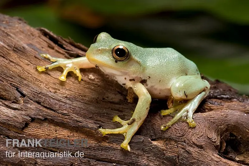 Grenouille volante japonaise, Rhacophorus arboreus