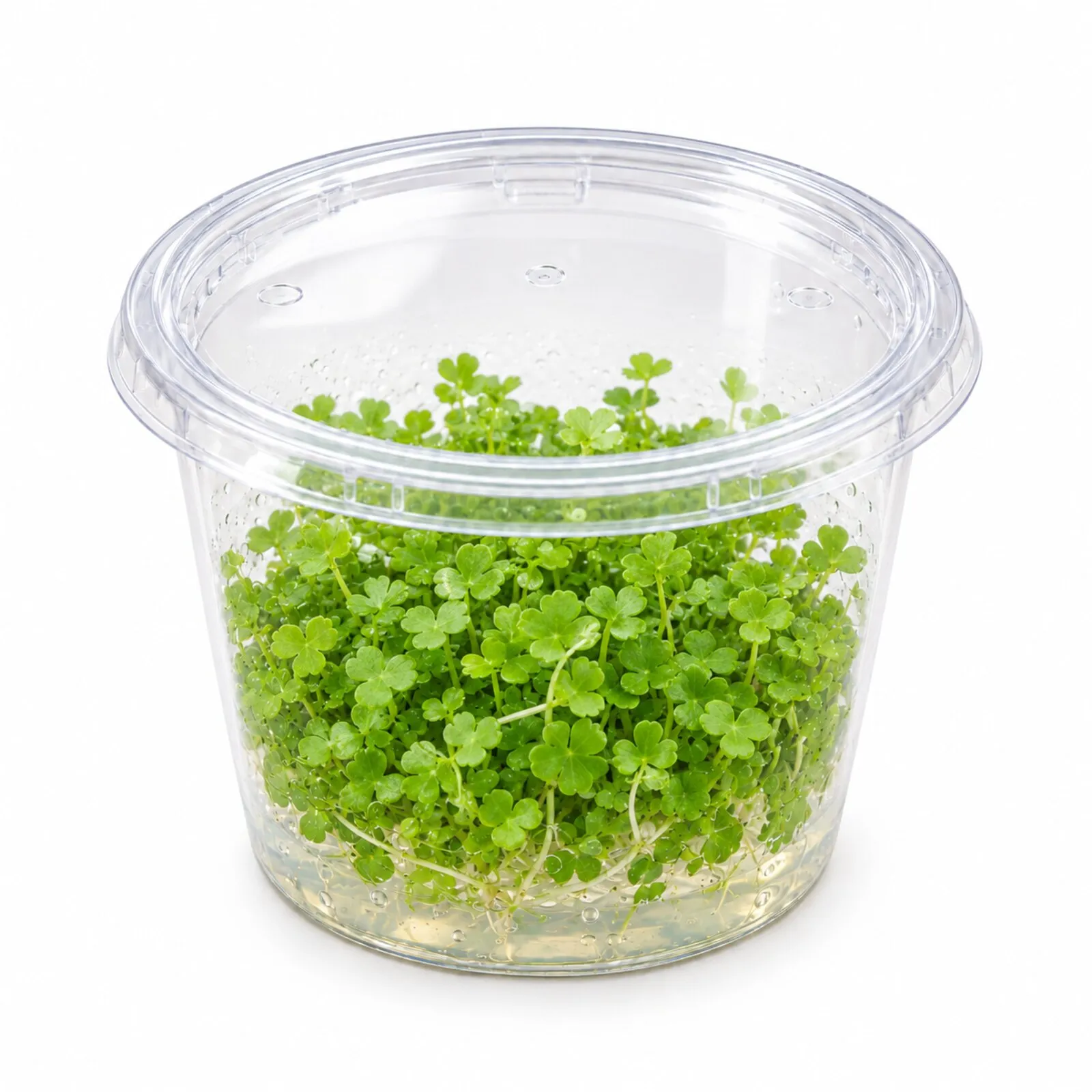 Hydrocotyle du Japon, Hydrocotyle tripartita, In Vitro