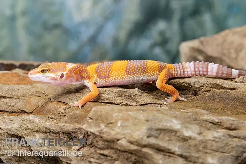 Gecko léopard, Eublepharis macularius, TANGERINE