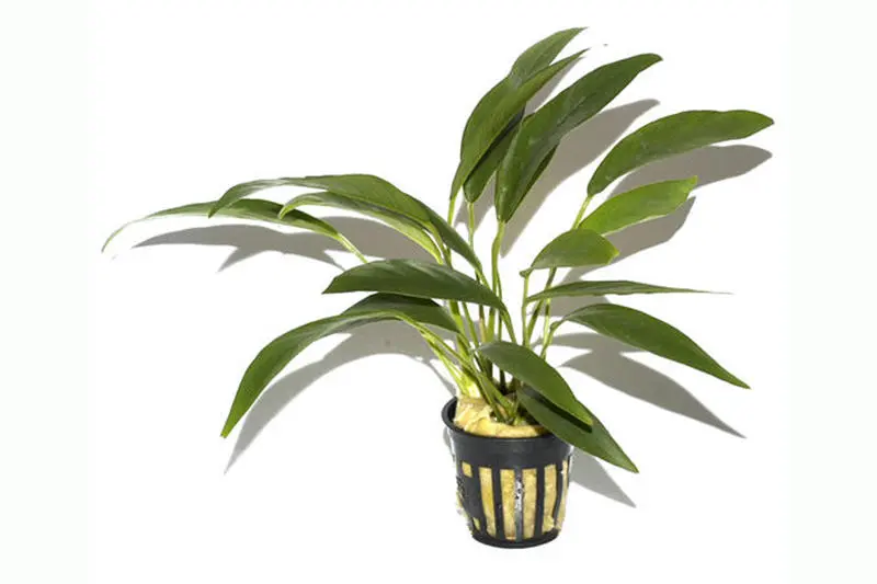 Anubias à feuilles étroites, Anubias barteri angustifolia, en pot
