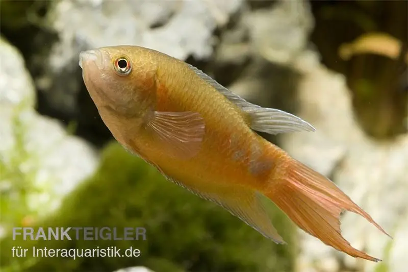 Poisson-paradis doré, Macropodus opercularis