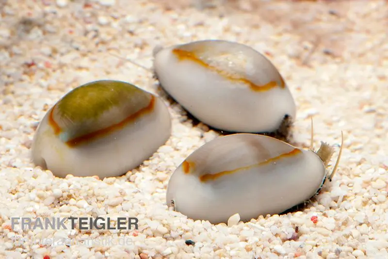 Cauris à anneau doré, Monetaria annulus