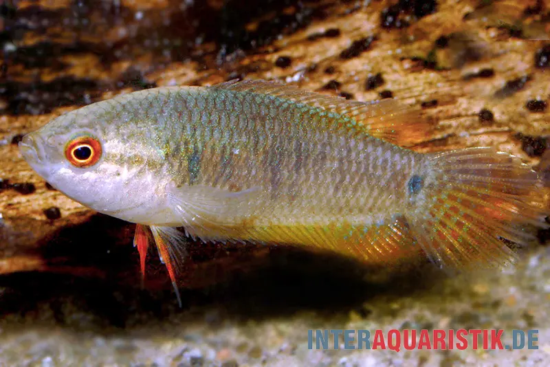 Macropode noir à queue pointue, Pseudosphromenus cupanus