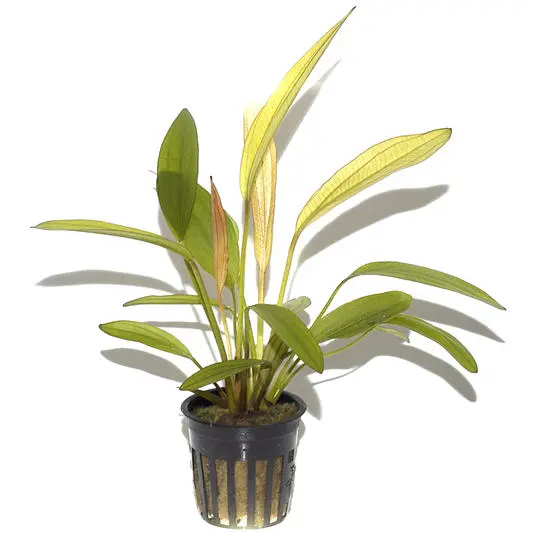 Echinodorus « Red Diamond », en pot