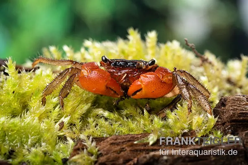 Crabe inca, Fasciarma fasciatum