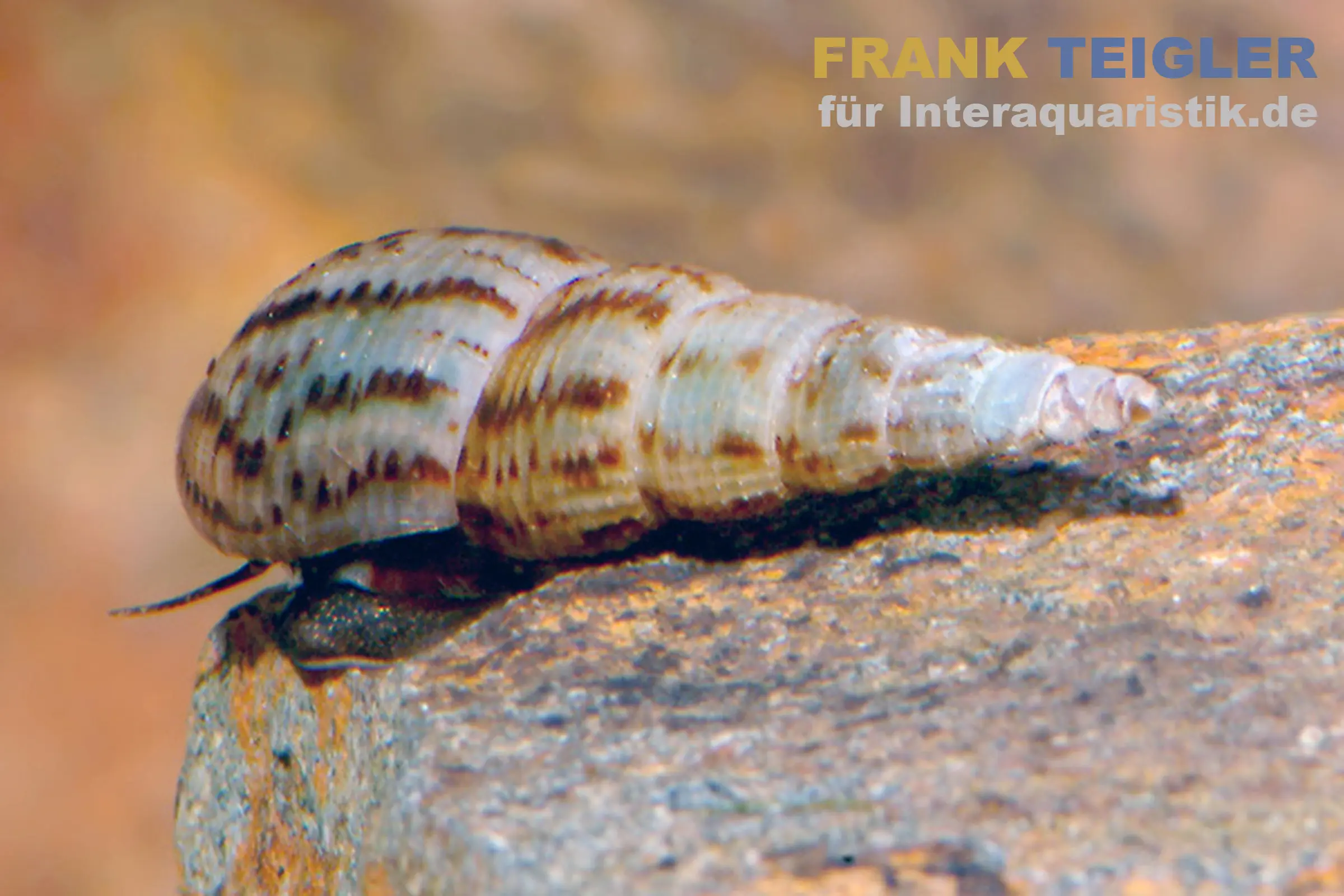 Escargot malais, Melanoides tuberculata