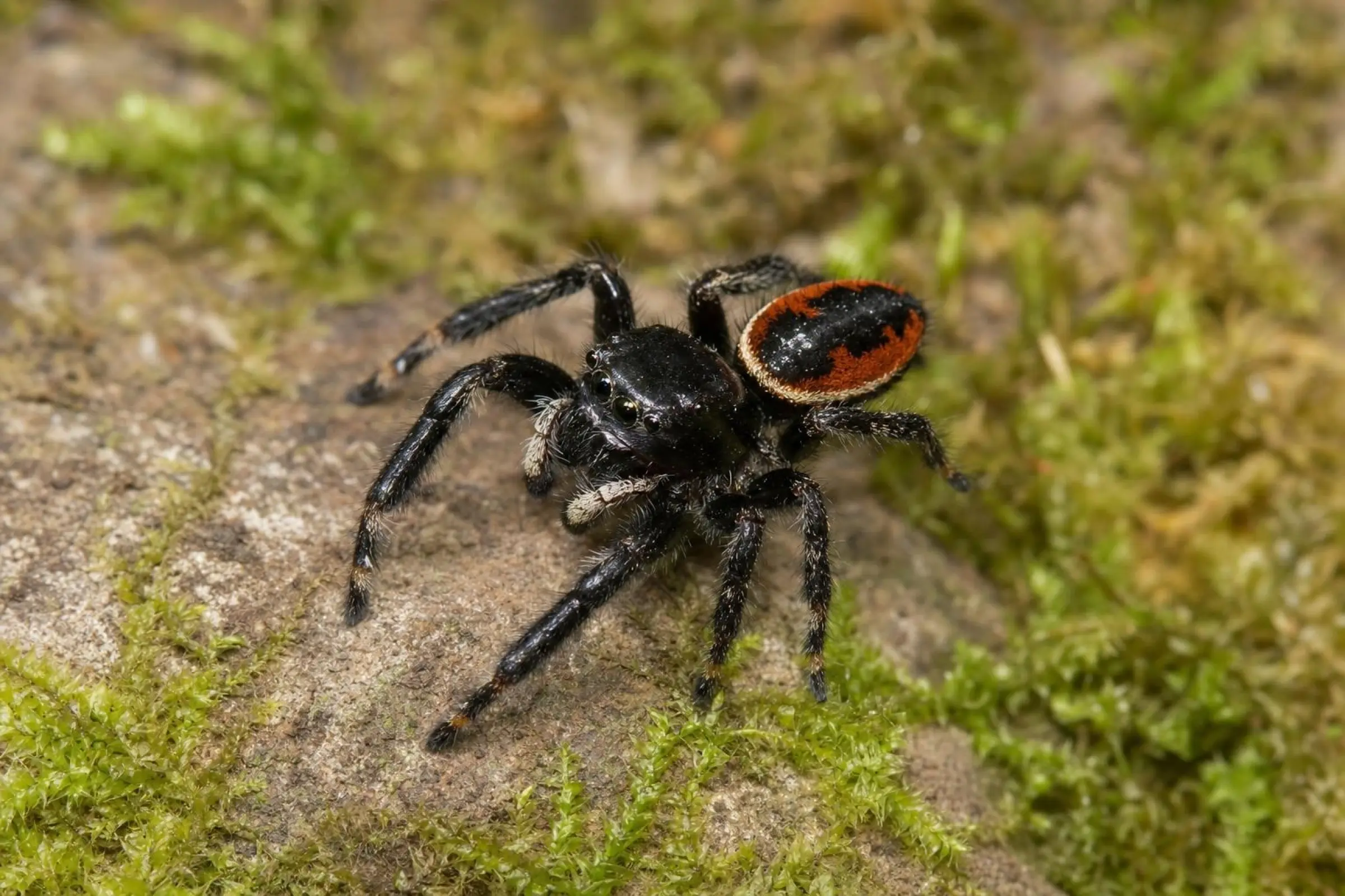 Araignée sauteuse brillante, Phidippus clarus