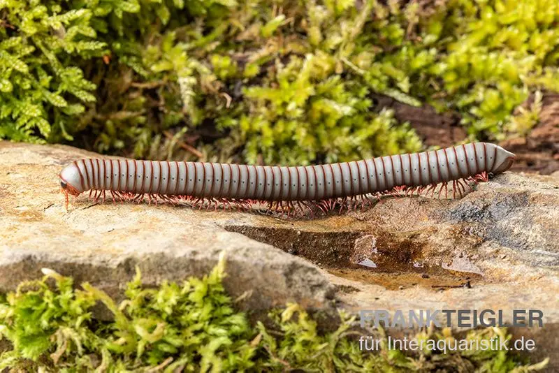 Mille-pattes Caudulanus, Spirobolus caudulanus