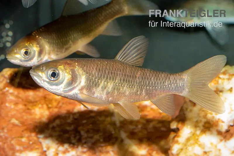 Carpe herbivore XL, Ctenopharyngodon idella, 12-15 cm
