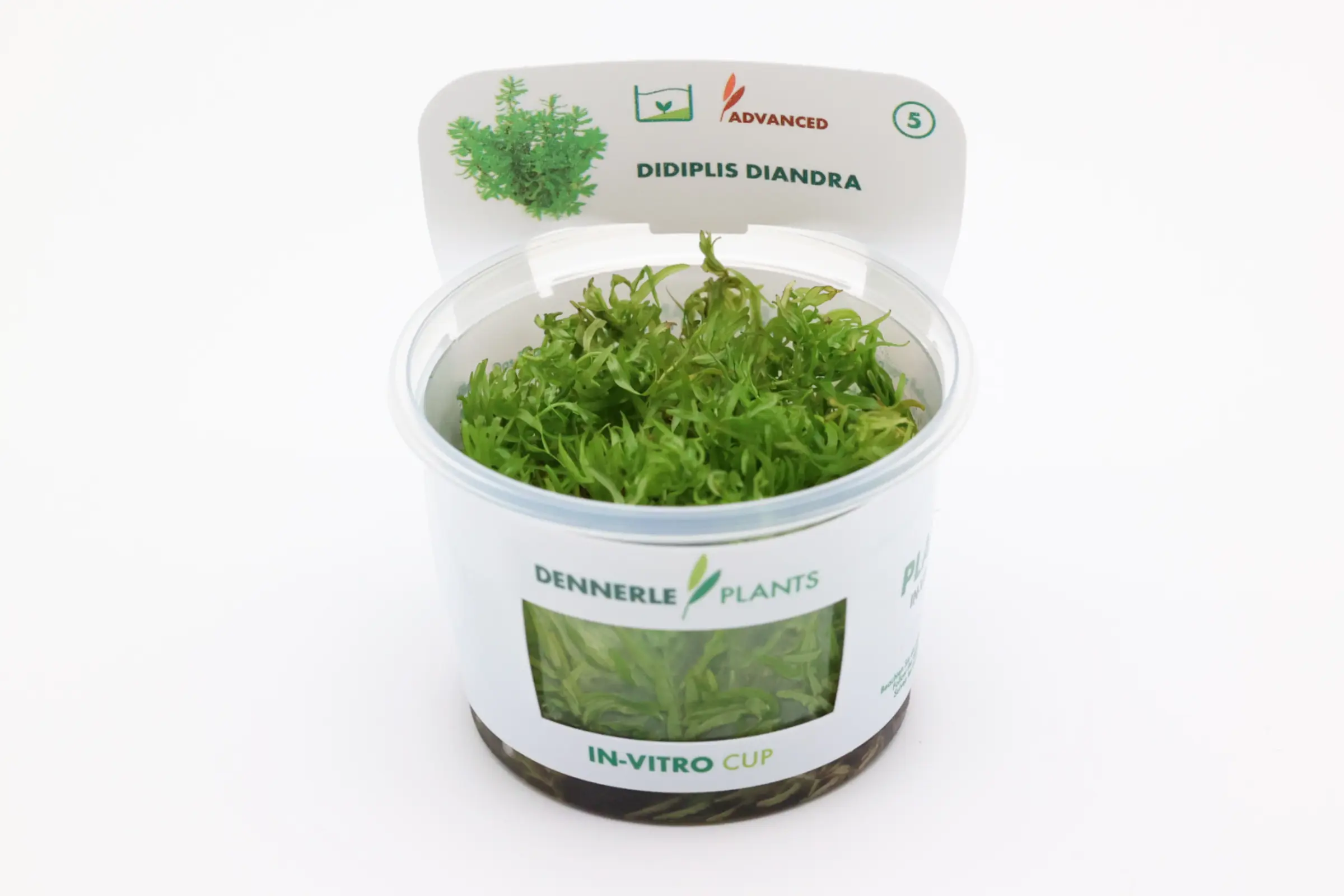 Didiplis d’Amérique, Didiplis diandra, In Vitro