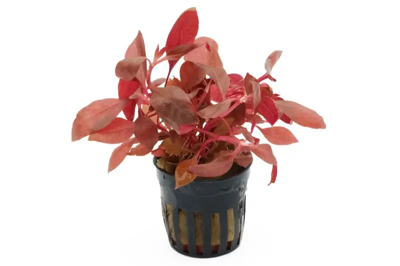 Feuille de perroquet à larges feuilles, Alternanthera reineckii var. cardinalis, en pot