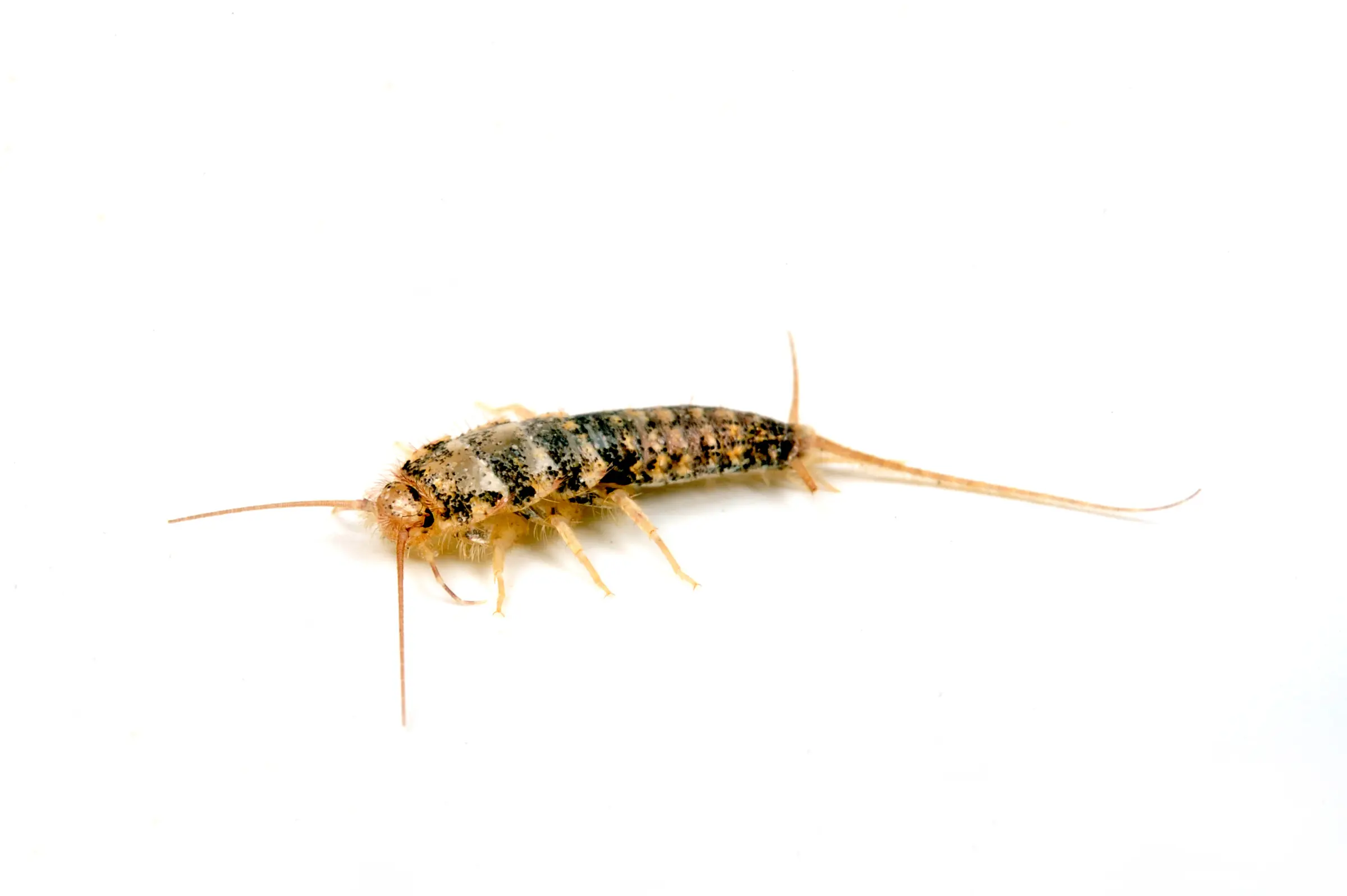 Thermobie, Thermobia domestica, souche d’élevage de 500 ml