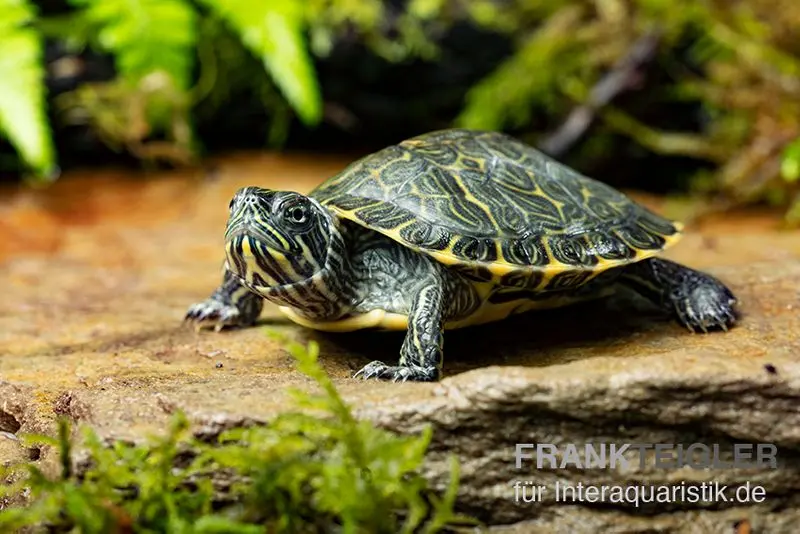 Tortue aquatique ornée hiéroglyphe, Pseudemys concinna concinna NC