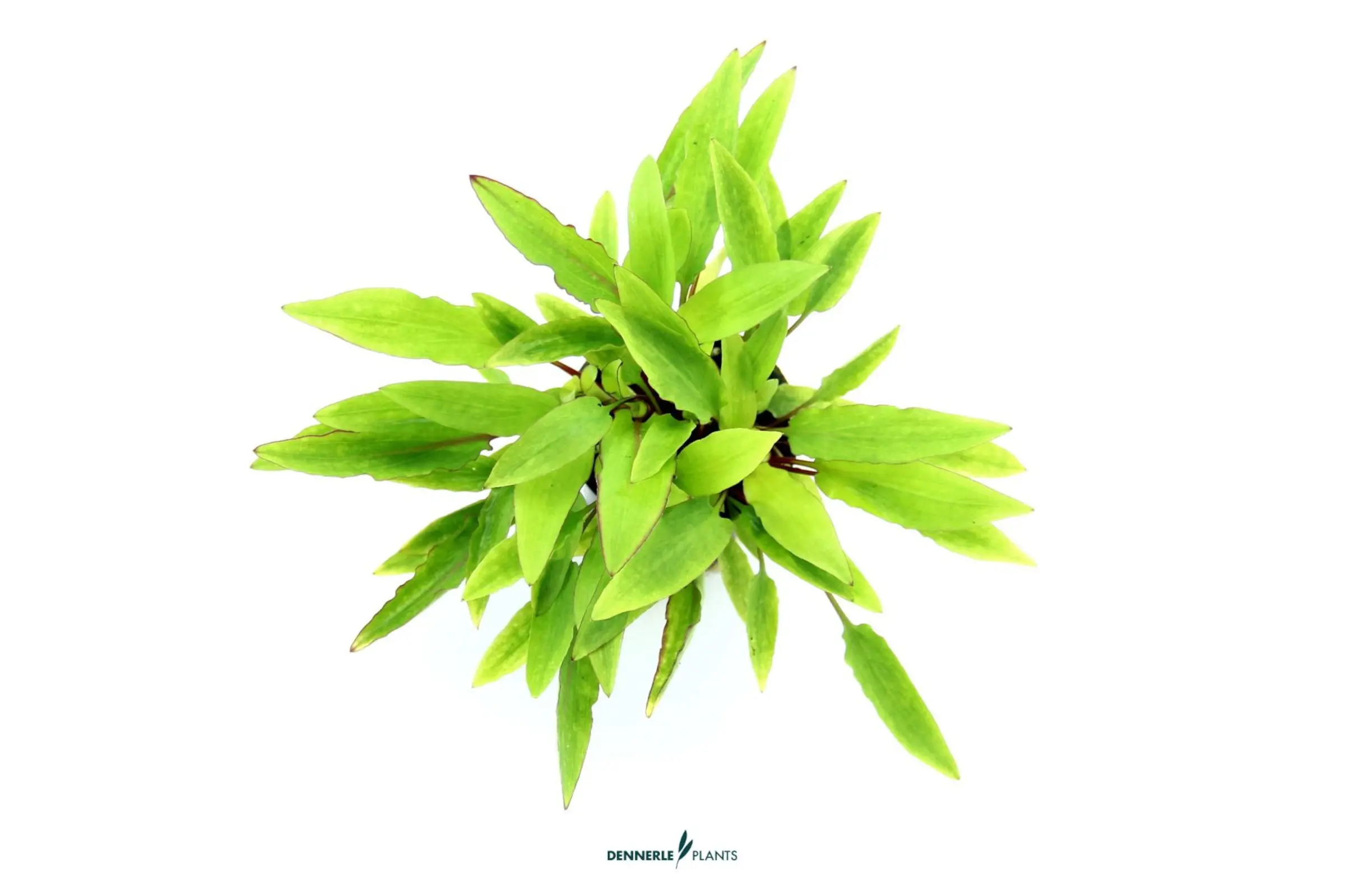 Cryptocoryne orange foncé, Cryptocoryne affinis 'Dark Orange', en pot