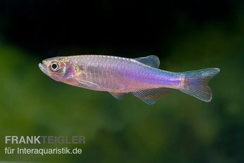 Danio rosé, Danio roseus, 3-5 cm