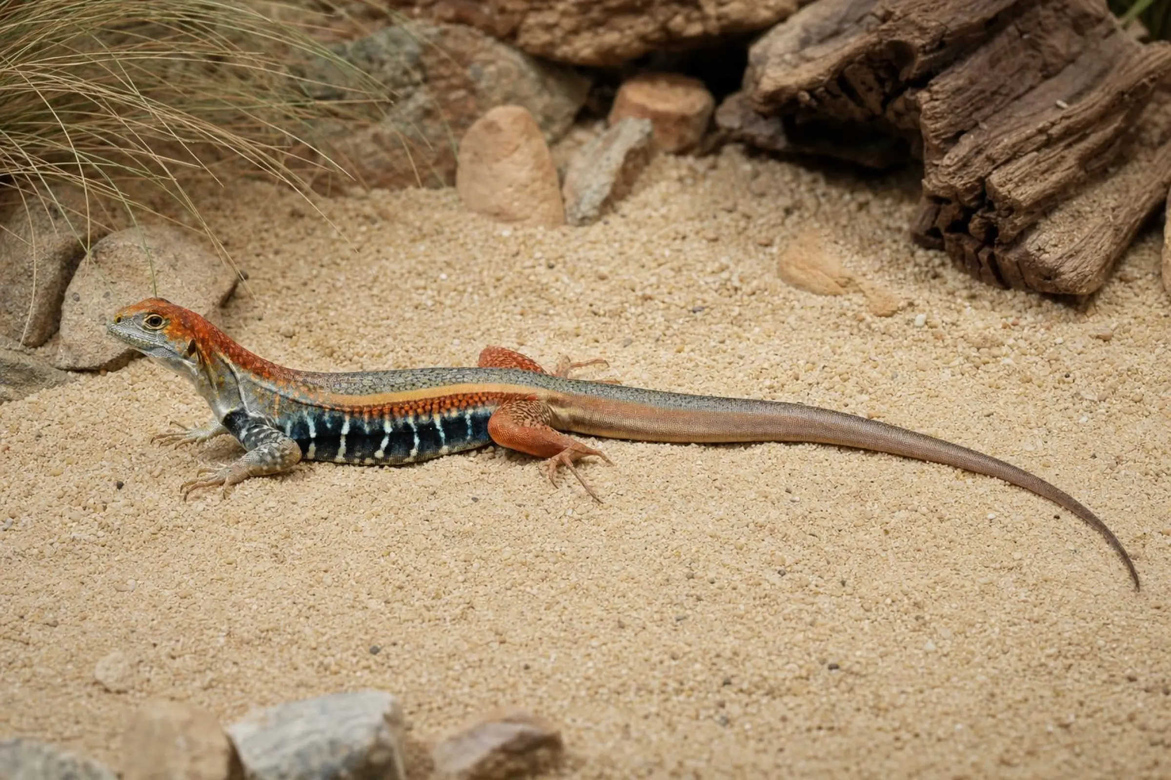 Agame papillon du Vietnam, Leiolepis guttata