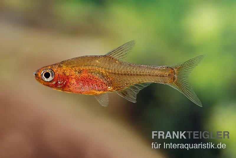 Rasbora Glowlight, Sundadanio retiarius (mini-poisson), 5 pièces