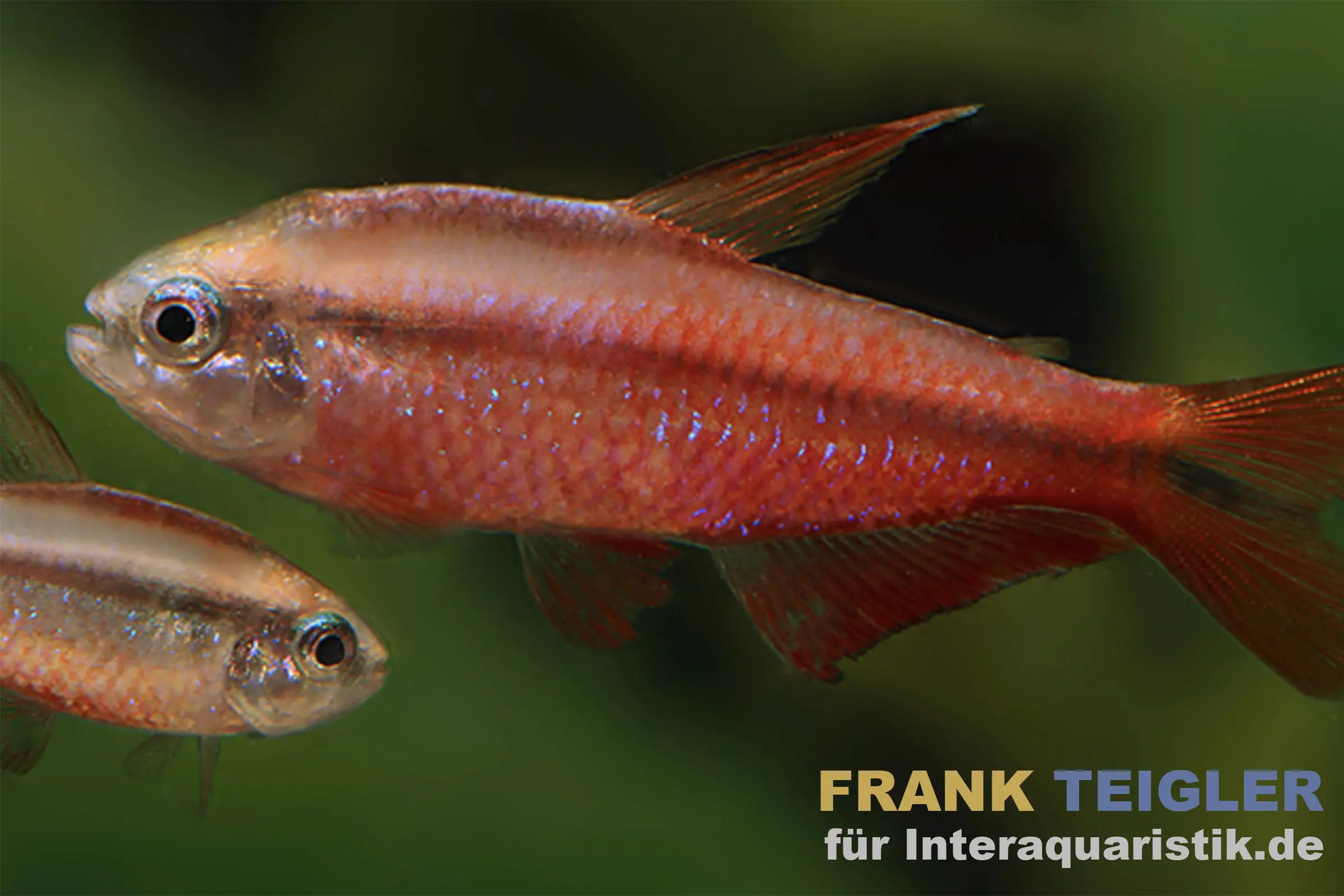 Super Red Devil Tetra, Hyphessobrycon notidanos « Red Devil » (rareté)