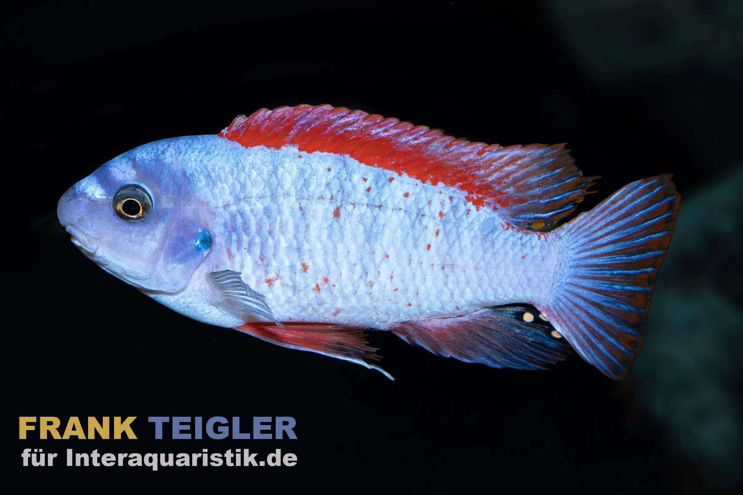 Cichlidé racleur à bouche en biseau Thumbi West, Labeotropheus trewavasae « Thumbi West », 3-4 cm