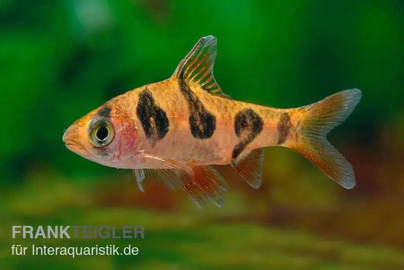 Barbe rhombée, Barbus rhomboocellatus