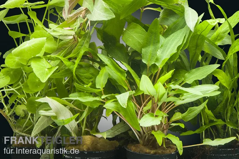 Set de plantes d’aquarium Valdivian, 5 pots, set de plantes d’aquarium