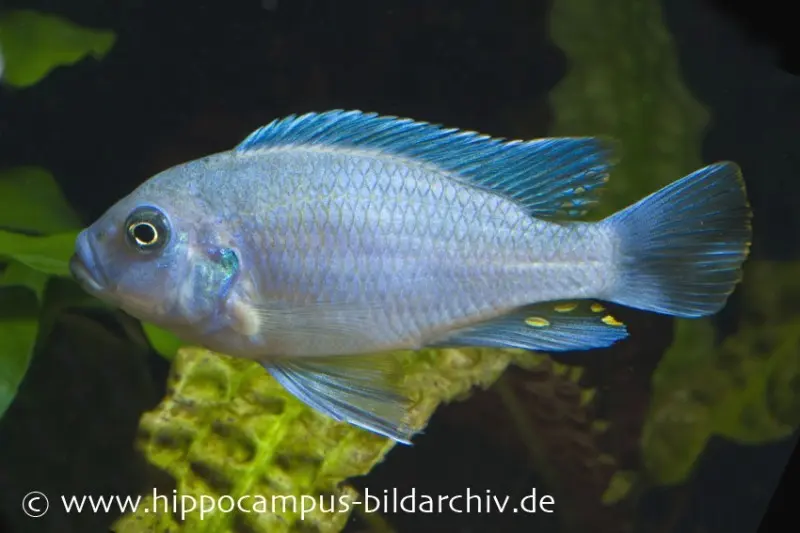 Zèbre bleu-rouge, Maylandia estherae bleu-rouge, élevage allemand