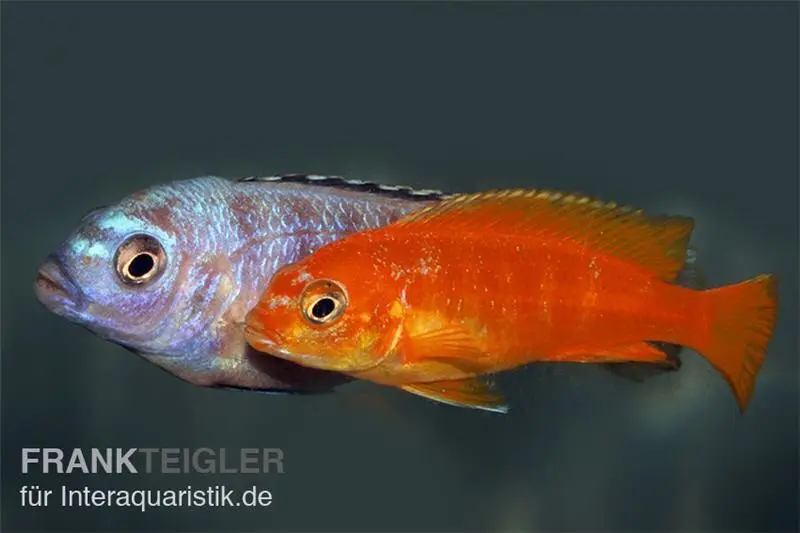 Cichlidé zébré Saulosi, Pseudotropheus saulosi « corail rouge »