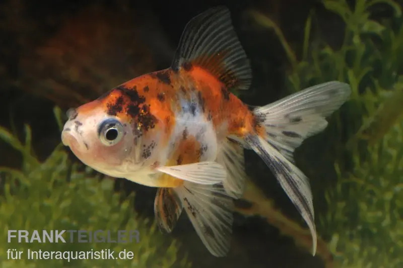 Queue-de-voile Calico XL, Carassius auratus