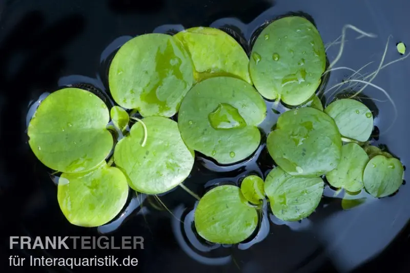 Petit limnobium, Limnobium laevigatum, portion de plantes en vrac