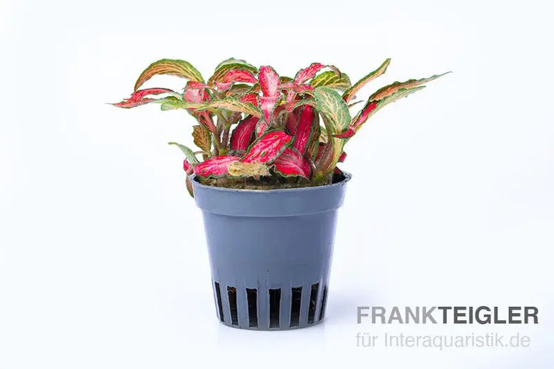 Fittonia rouge, Fittonia verschaffeltii (plante de terrarium)