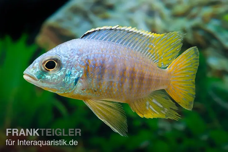 Cichlidé Jalo Reef, Placidochromis sp. JALO REEF, 5-9 cm élevage allemand