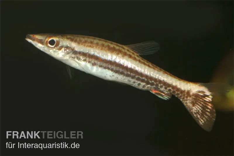 Tétra ornemental à museau pointu, Nannostomus eques, 3-4 cm
