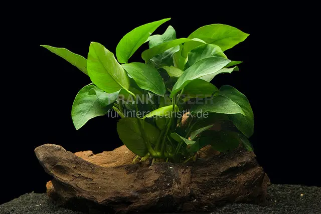 Petite anubias, Anubias nana, 1 rhizome à fixer