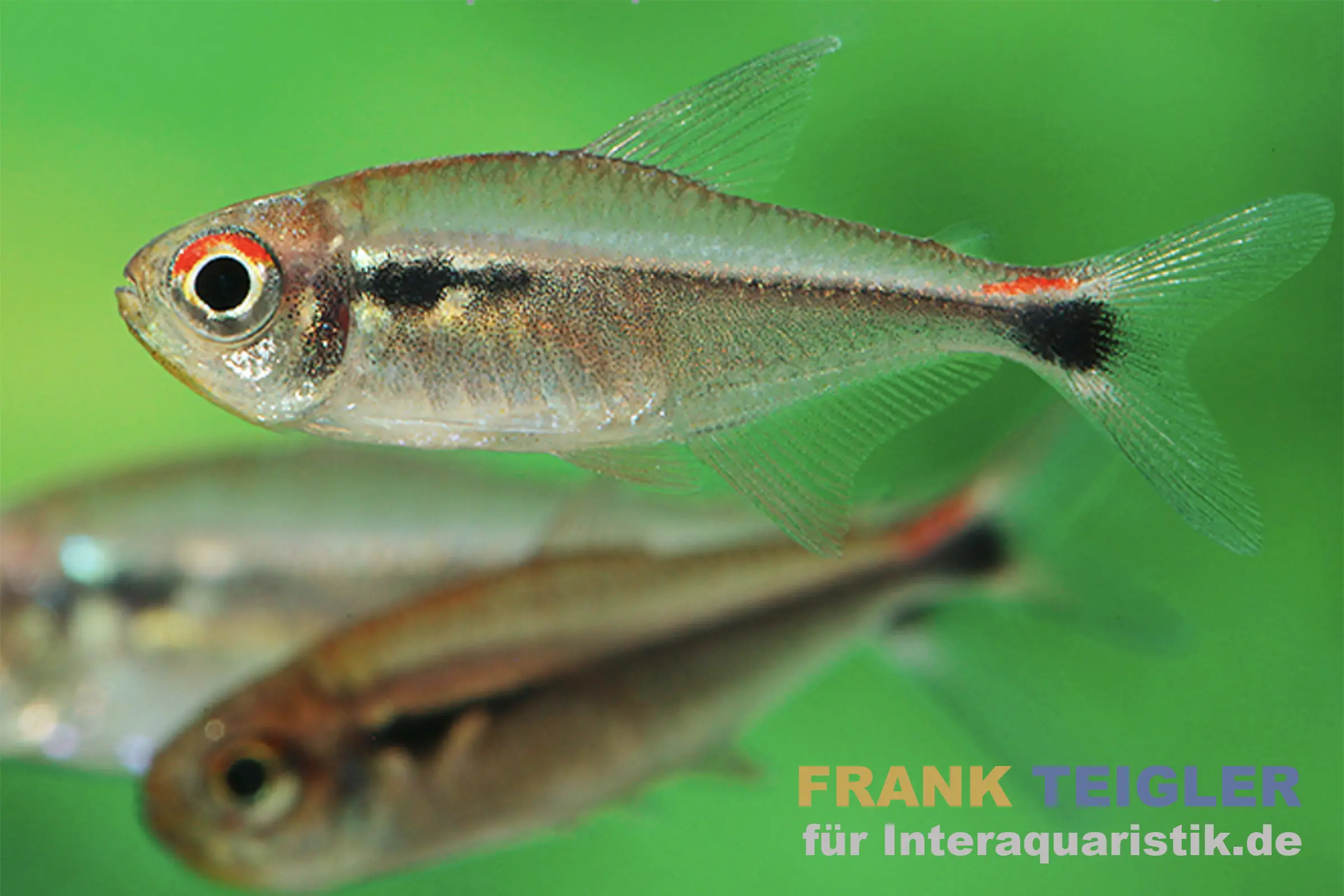 Tétra à trois bandes de Montag, Hyphessobrycon montagi