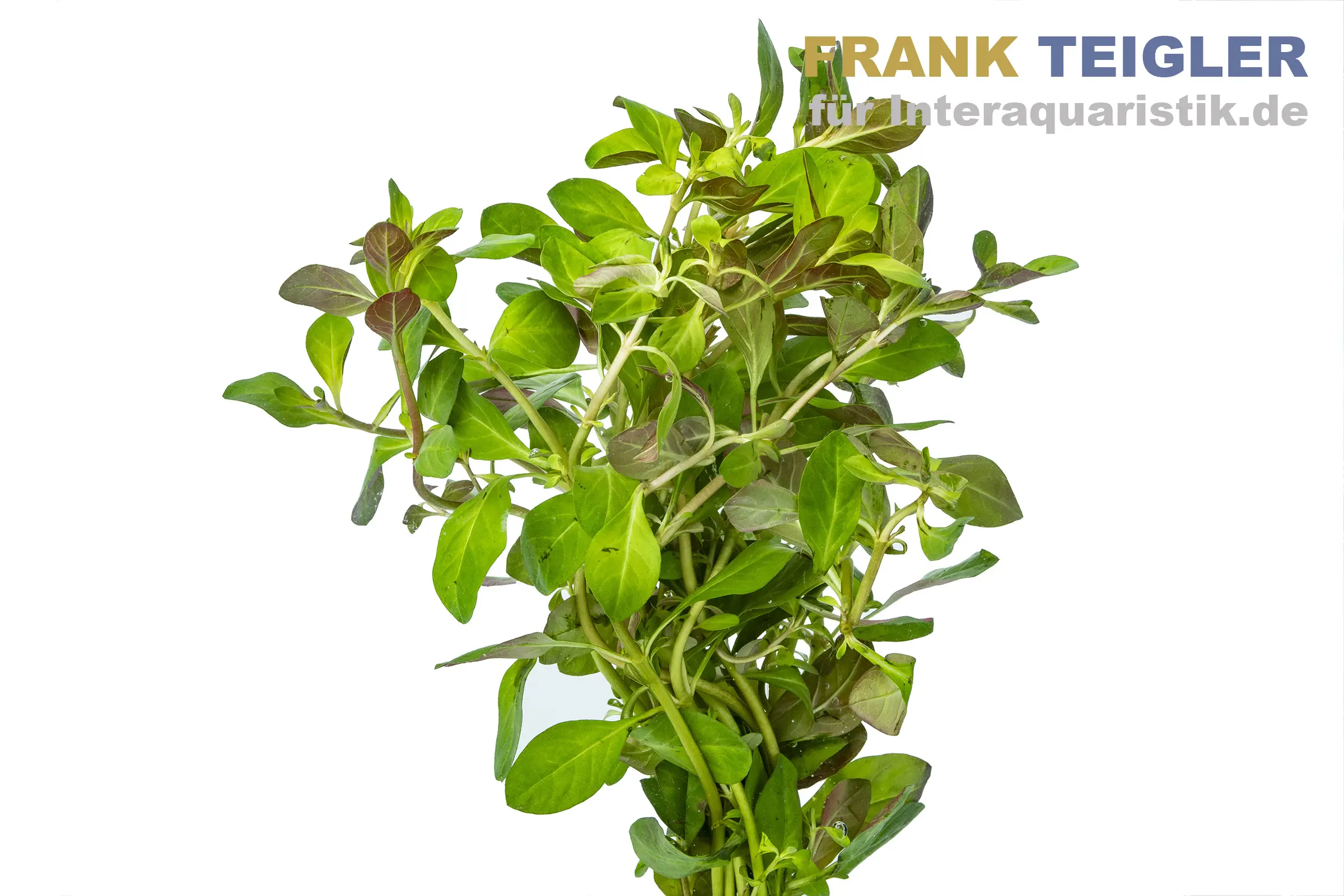 Herbe aux marais, Ludwigia palustris, botte