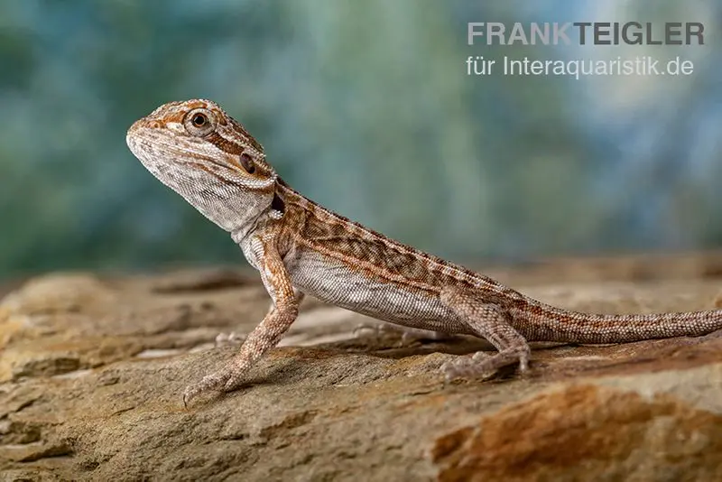 Agame barbu, Pogona vitticeps, mélange de couleurs