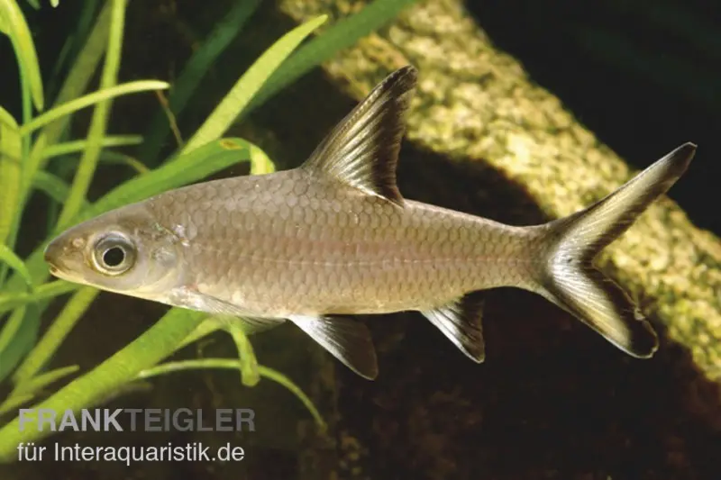 Barbe requin, Balantiocheilos melanopterus