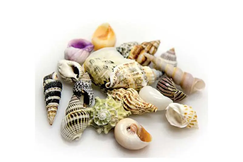 Hobby Sea Shells Set L (5 pièces)