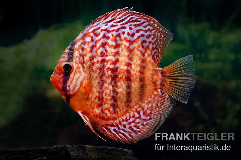 Discus élevage asiatique, Symphysodon discus Red turquoise (Red royal)