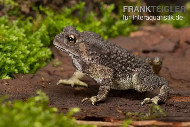 Crapaud à cicatrices noires, Bufo melanostictus