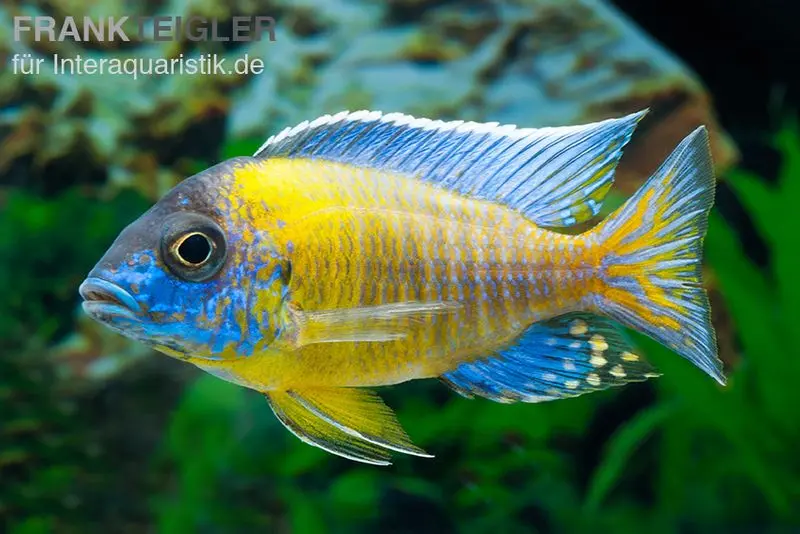 Aulonocara steveni BLUE NEON HAI REEF, élevage allemand