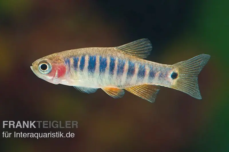 Rasbora nain à bandes transversales, Danio erythromicron (mini-poisson)