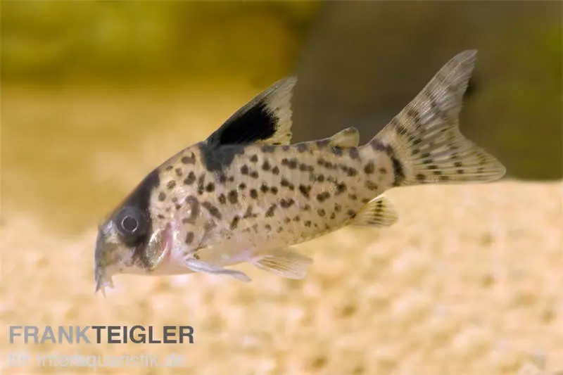 Corydoras à nageoires noires, Corydoras leucomelas, 3-4 cm