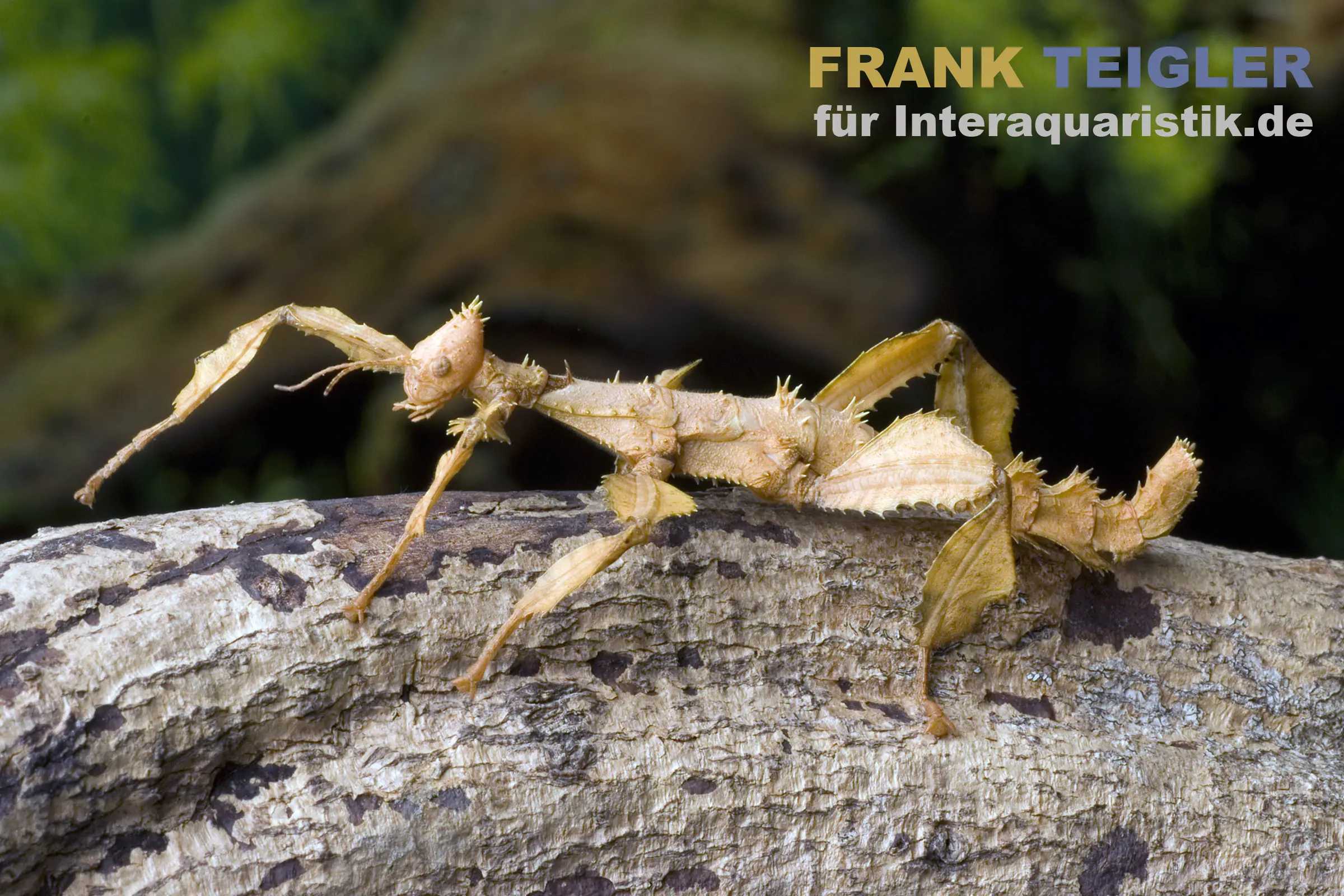 Phasme scorpion d’Australie, Extatosoma tiaratum