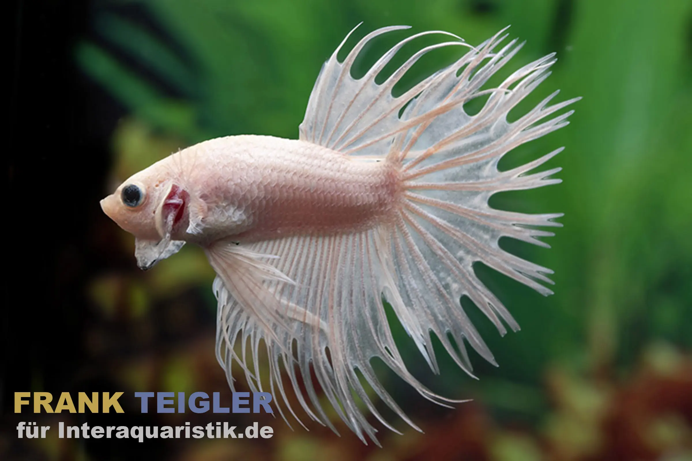 Combattant Crown Tail White Opaque « King Selection », mâle, Betta splendens
