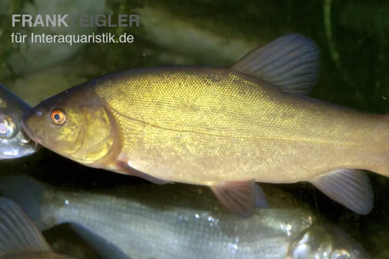 Tanche, Tinca tinca, 7-10 cm (tanche verte)