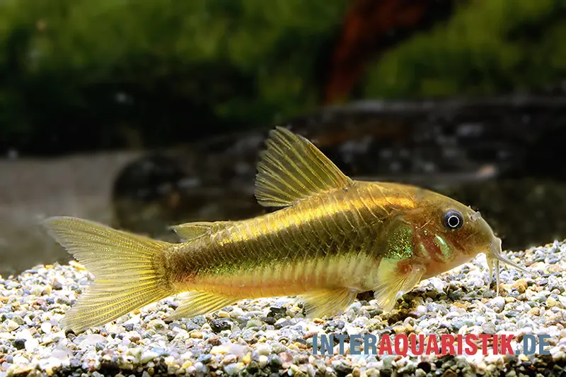 Corydoras "Neon Gold Stripe", Corydoras aeneus « Neon Gold Stripe » (CW10)
