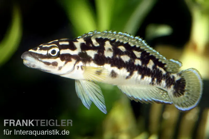 Cichlidé élancé noir et blanc, Julidochromis transcriptus